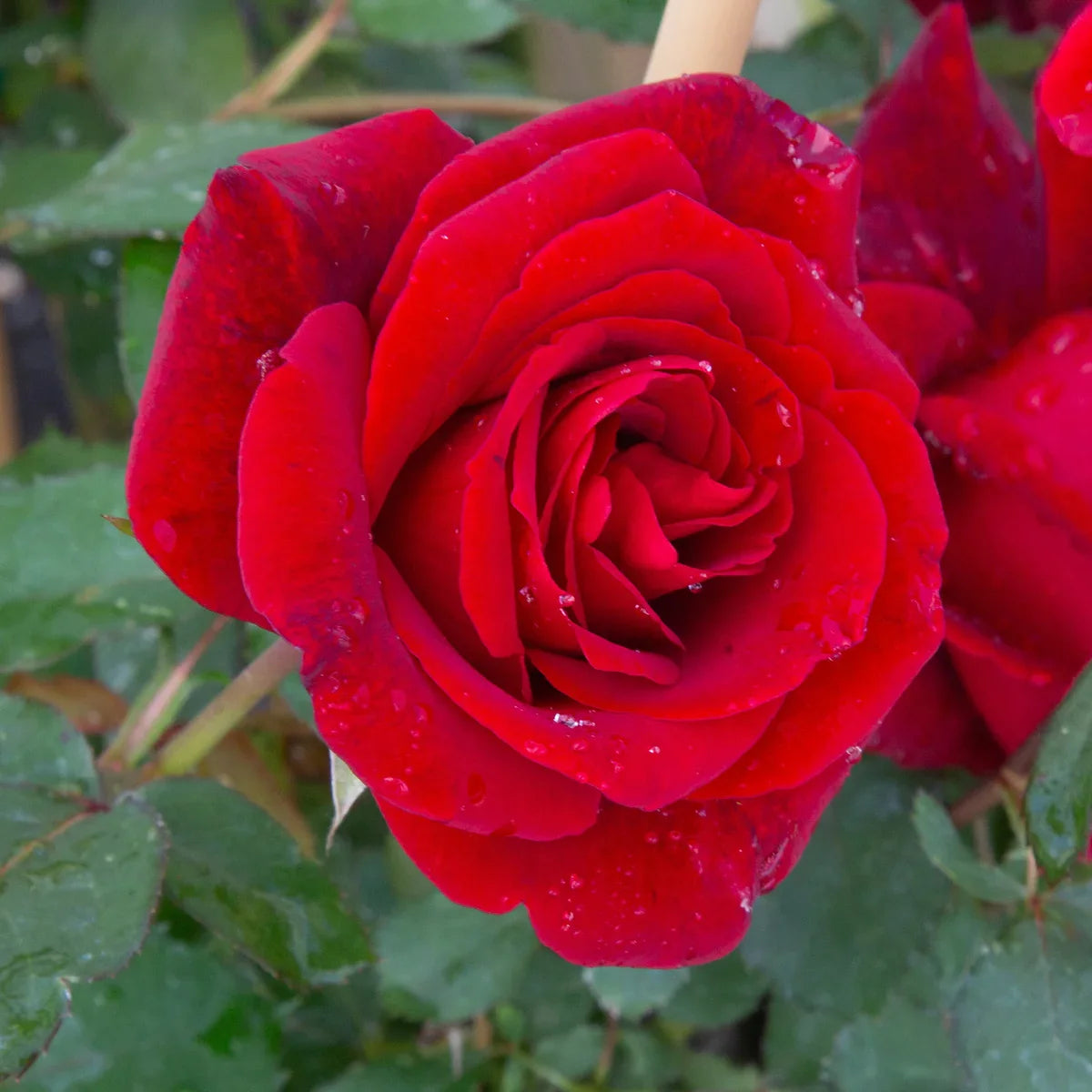 Top Climbing Roses with Metal Tag