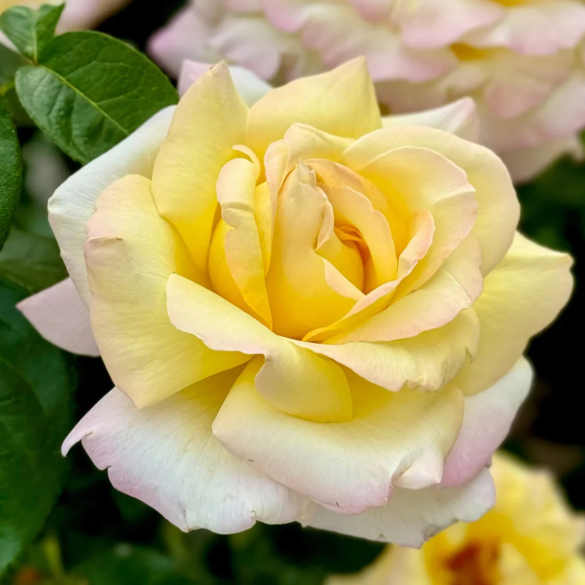 Top Roses for a Cutting Garden