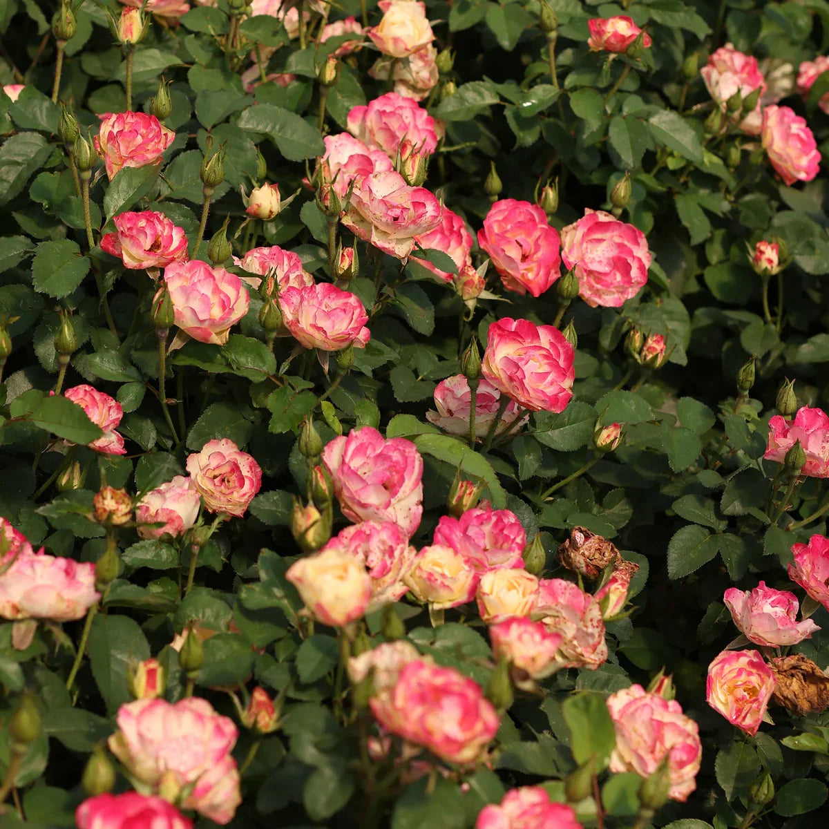 Rose Gardener's Choice Collection