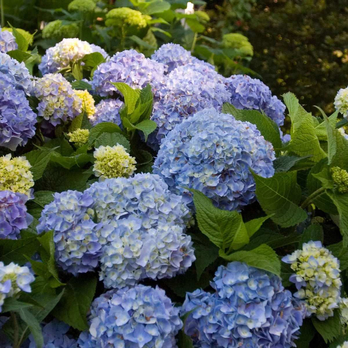 Longfield Gardens Blue Hydrangea’s, 3-pack