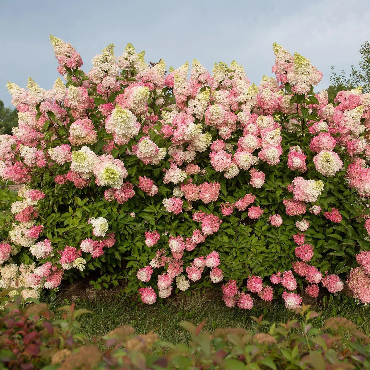 Longfield Gardens Pink/Red Hydrangea’s