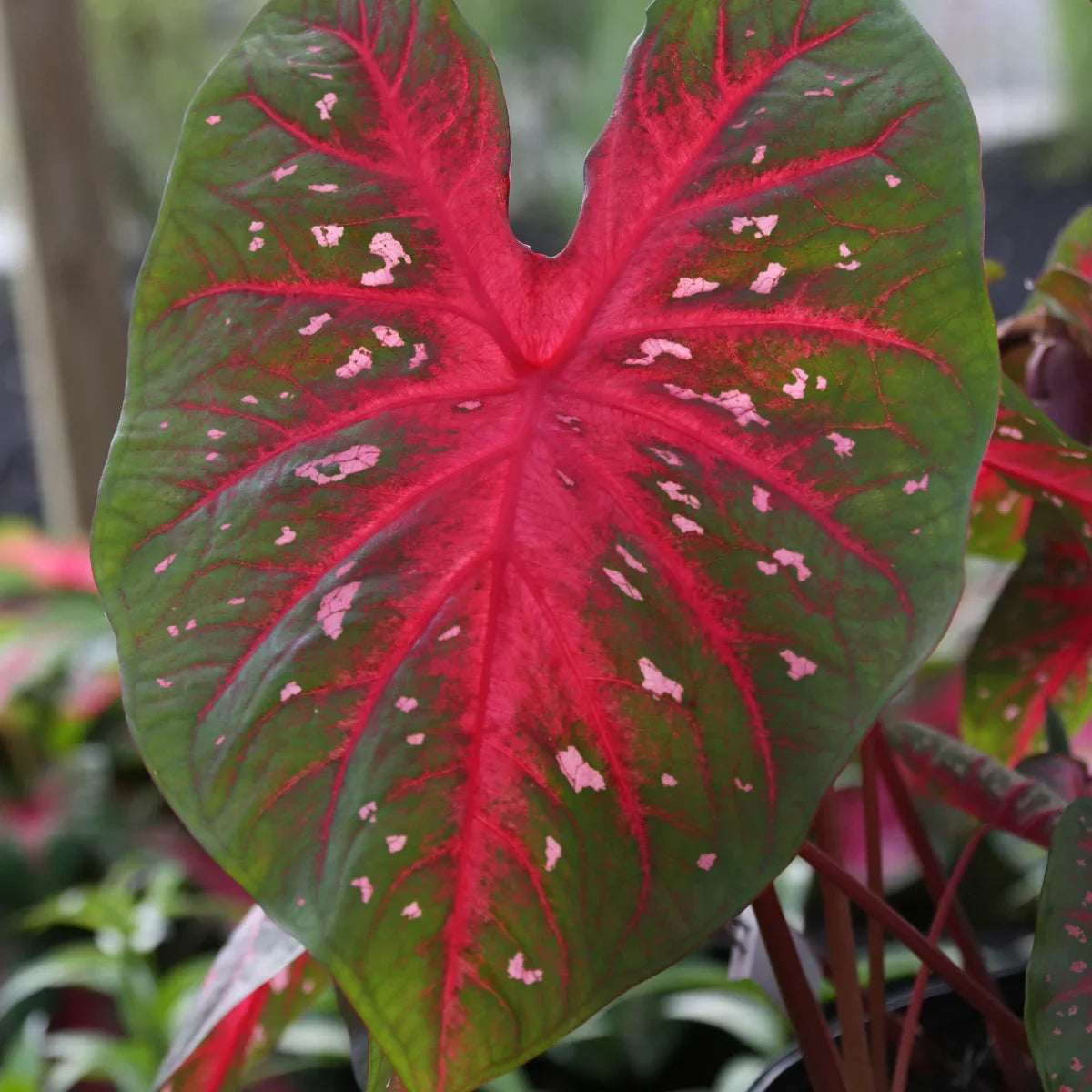 Longfield Gardens Caladiums