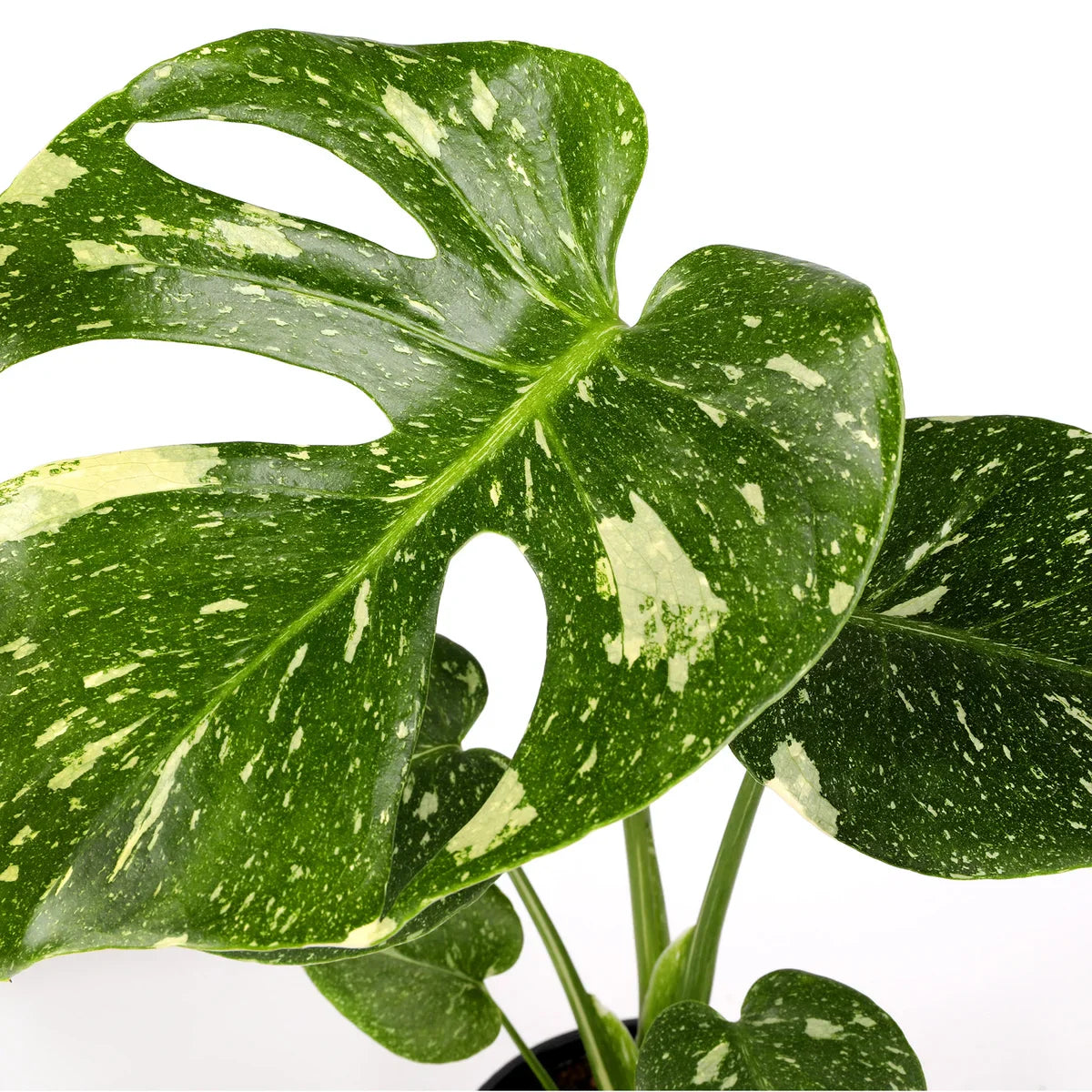 Exquisite 5" Thai Constellation Plant