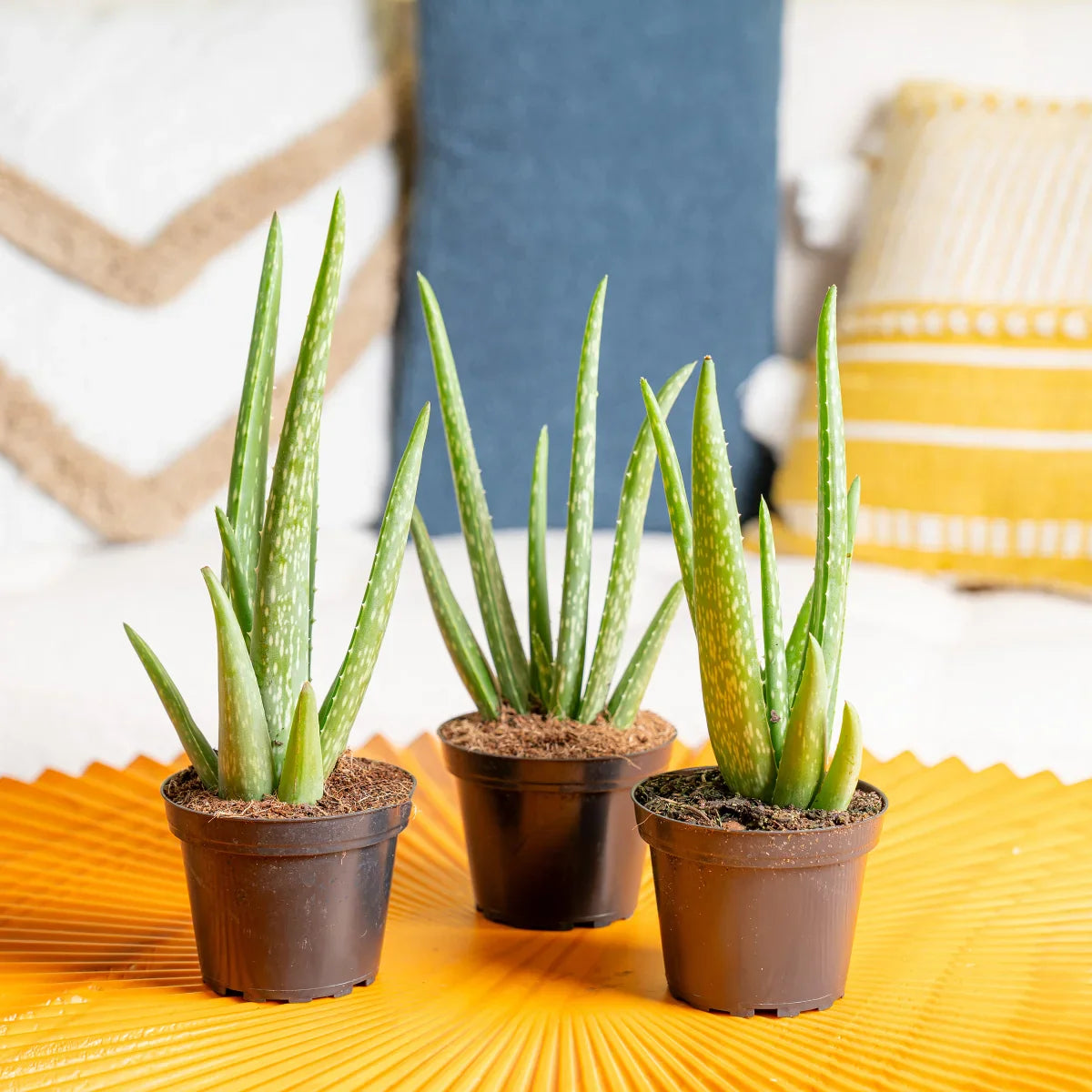 Costa Farms Aloe Vera Houseplant in Nursery Pot, 3-pack
