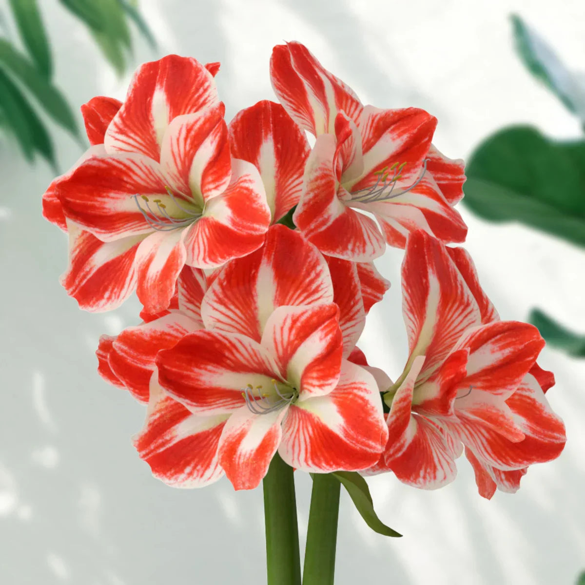 Raw Minerva Amaryllis Bulbs Variety