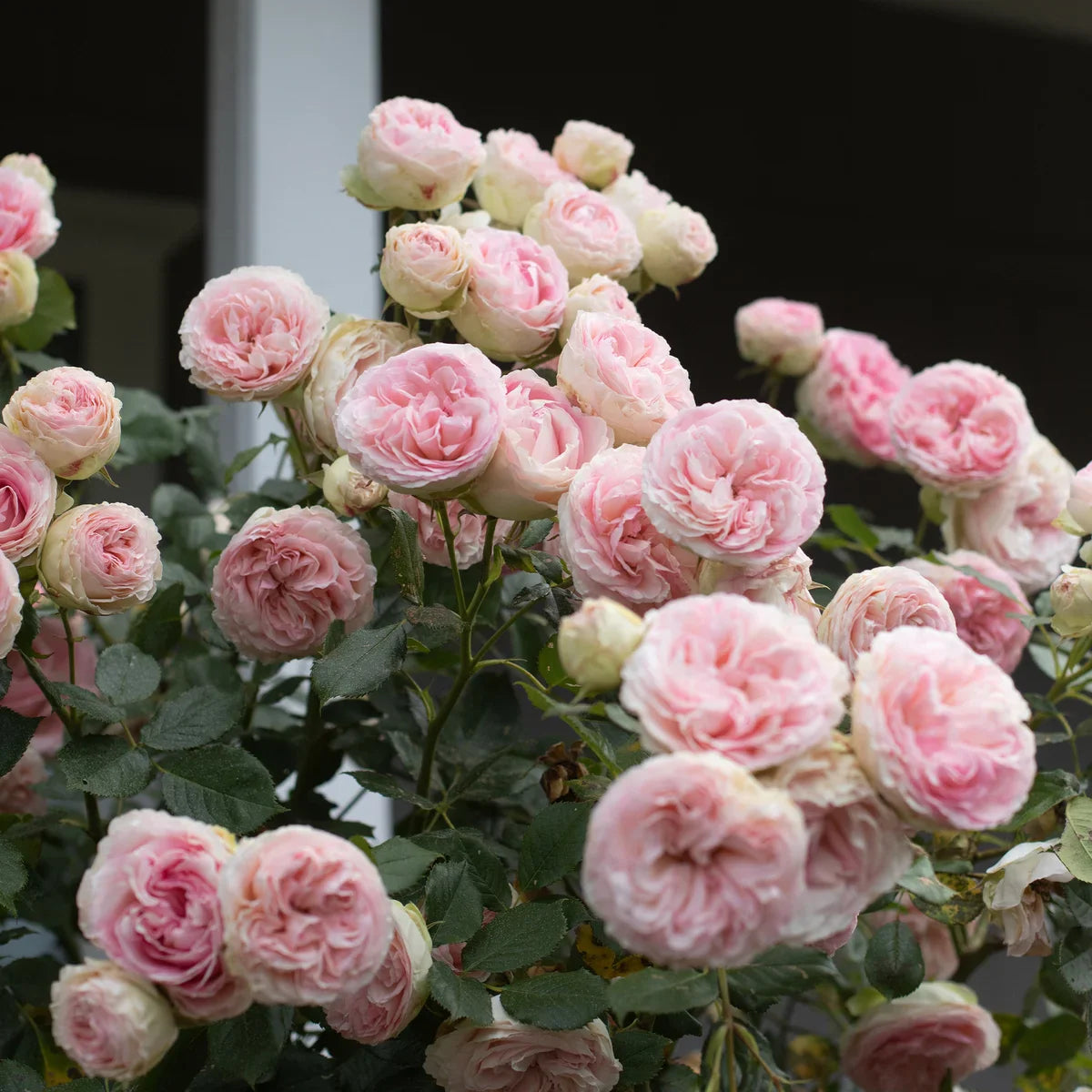 Top Climbing Roses with Metal Tag