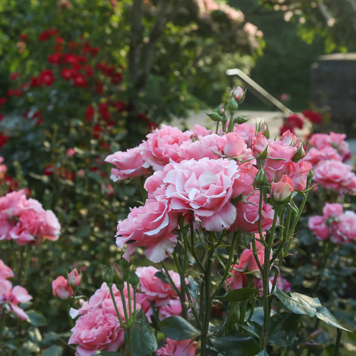 Top Roses for a Cutting Garden