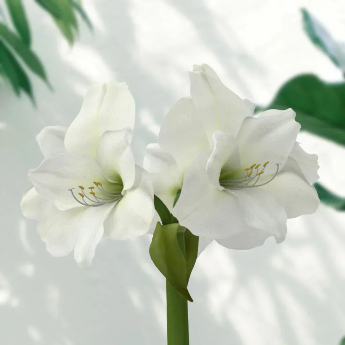 Raw Christmas Gift Amaryllis Bulbs Variety