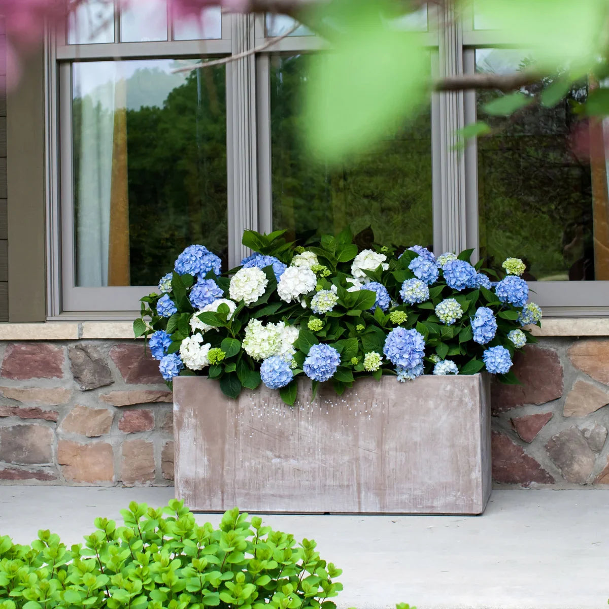 Longfield Gardens Blue Hydrangea’s, 3-pack