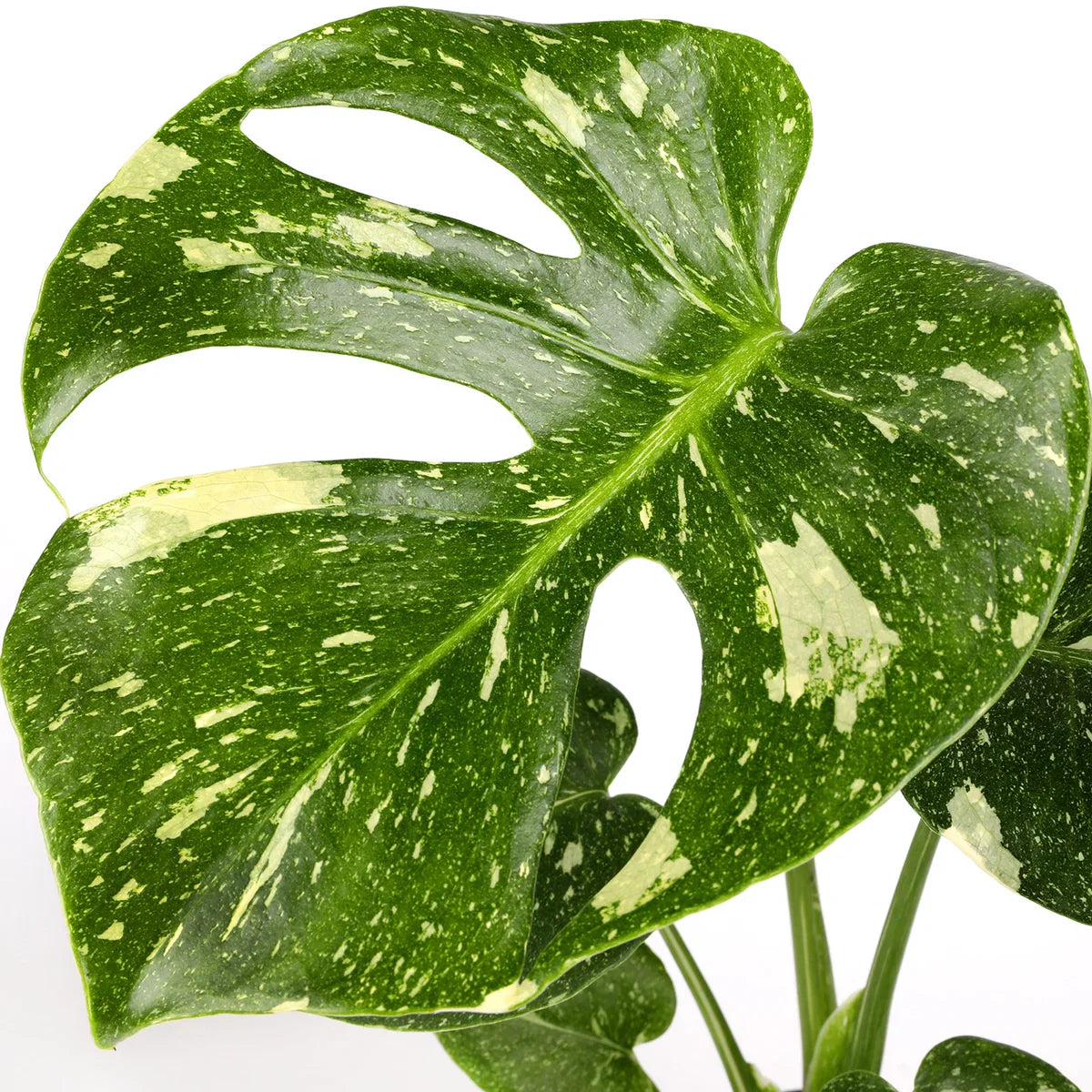 Exquisite 5" Thai Constellation Plant
