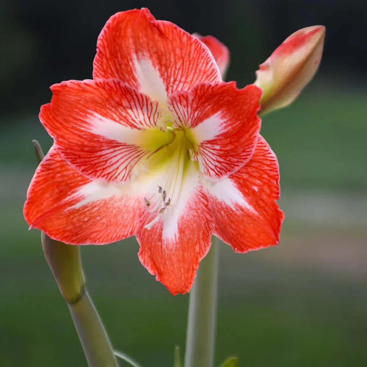 Raw Minerva Amaryllis Bulbs Variety