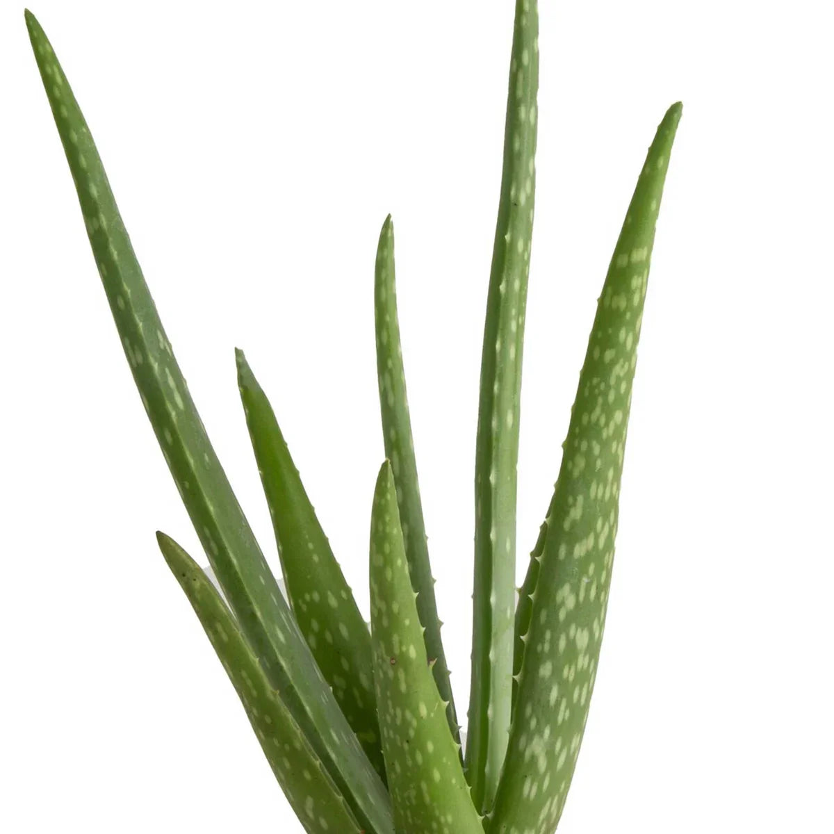 Costa Farms Aloe Vera Houseplant in Nursery Pot, 3-pack