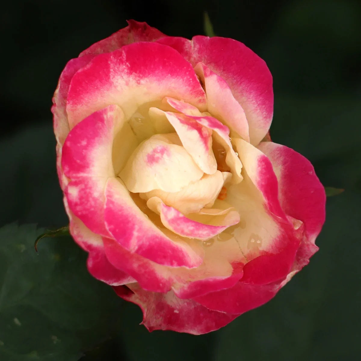 Rose Gardener's Choice Collection