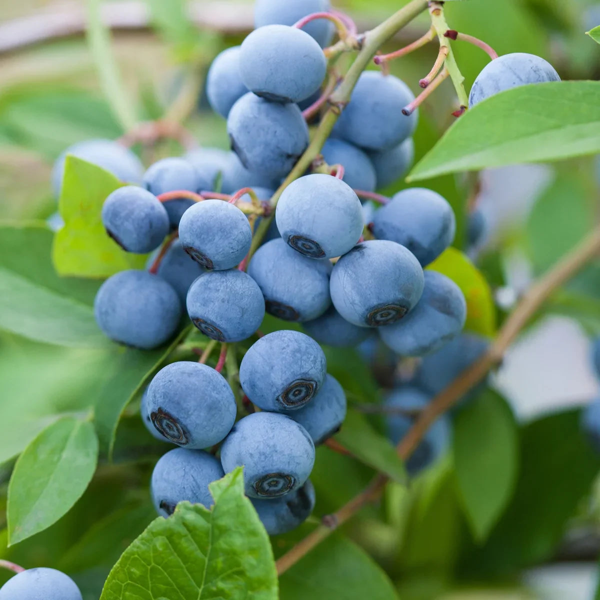 Longfield Gardens Bareroot Fruit Collections