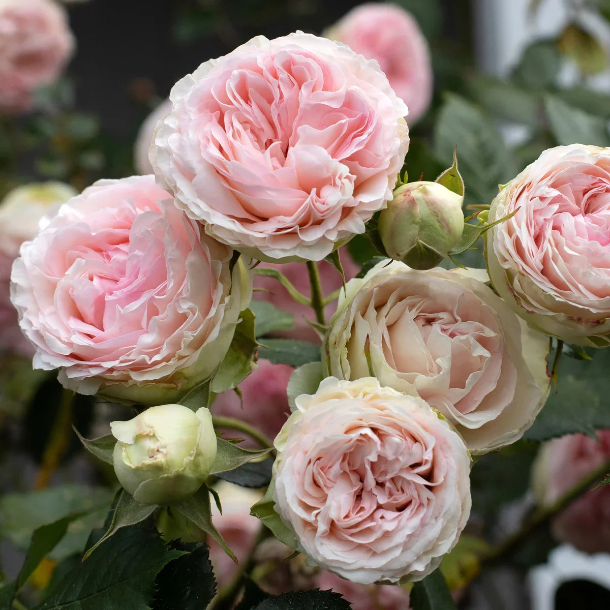 Top Climbing Roses with Metal Tag