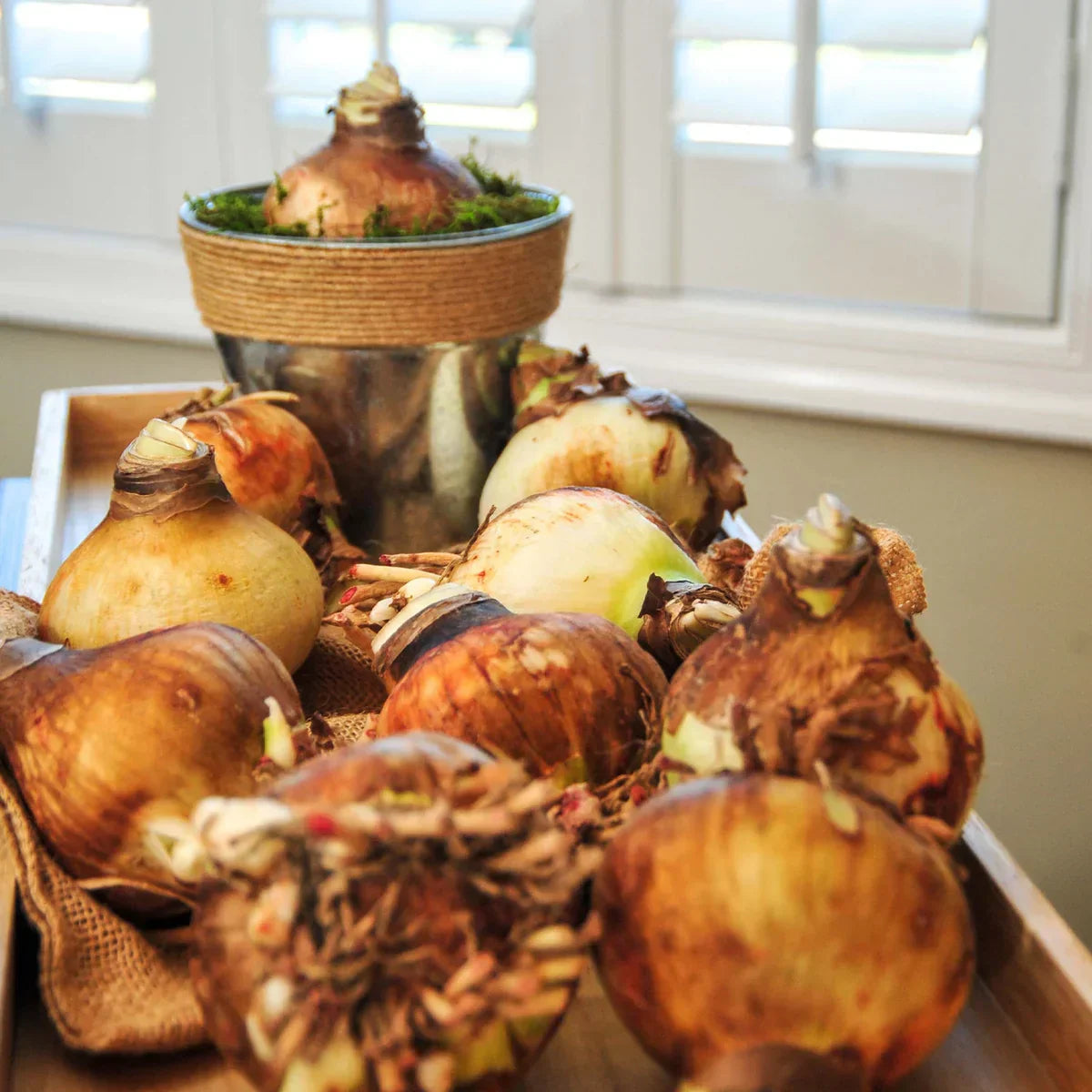 Raw Christmas Gift Amaryllis Bulbs Variety
