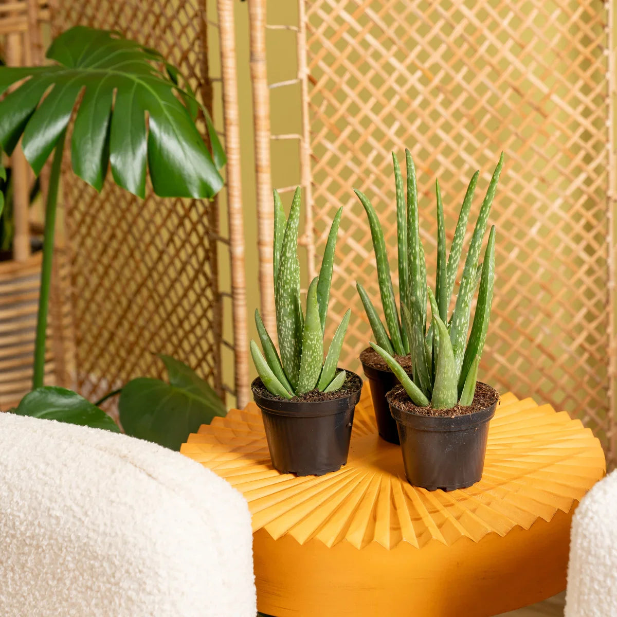 Costa Farms Aloe Vera Houseplant in Nursery Pot, 3-pack