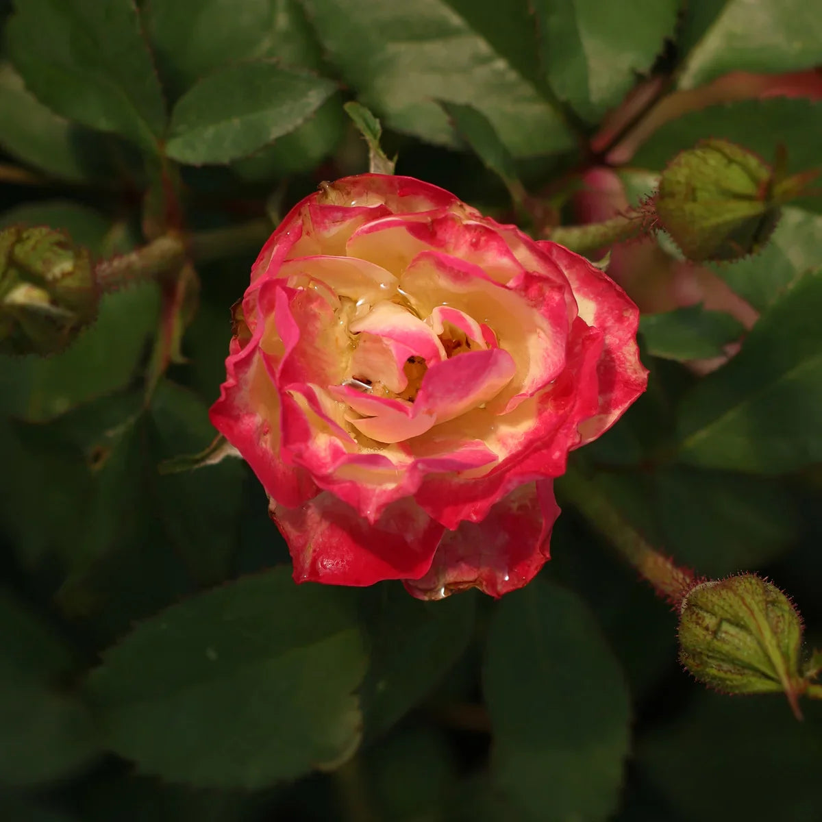 Rose Gardener's Choice Collection