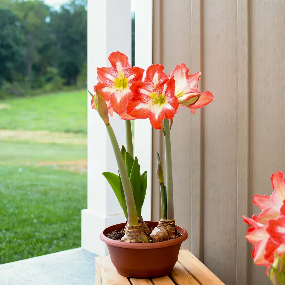 Raw Minerva Amaryllis Bulbs Variety