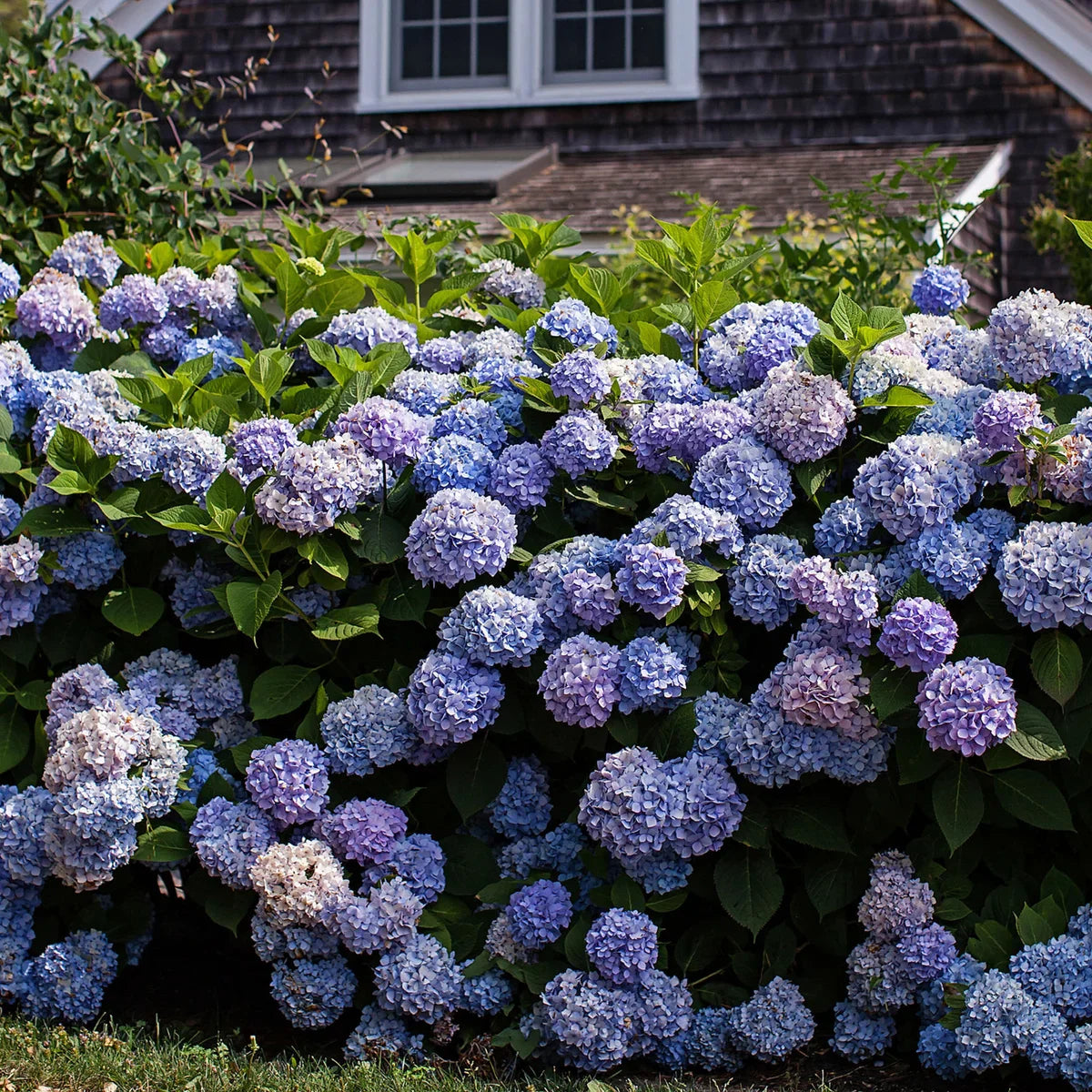 Longfield Gardens Blue Hydrangea’s, 3-pack