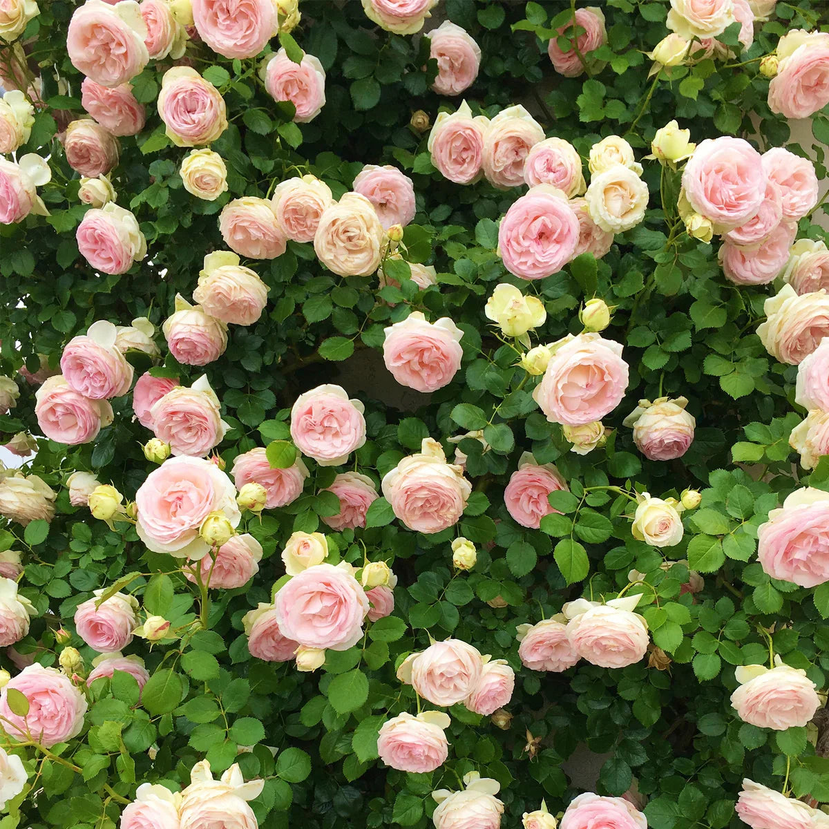 Top Climbing Roses with Metal Tag