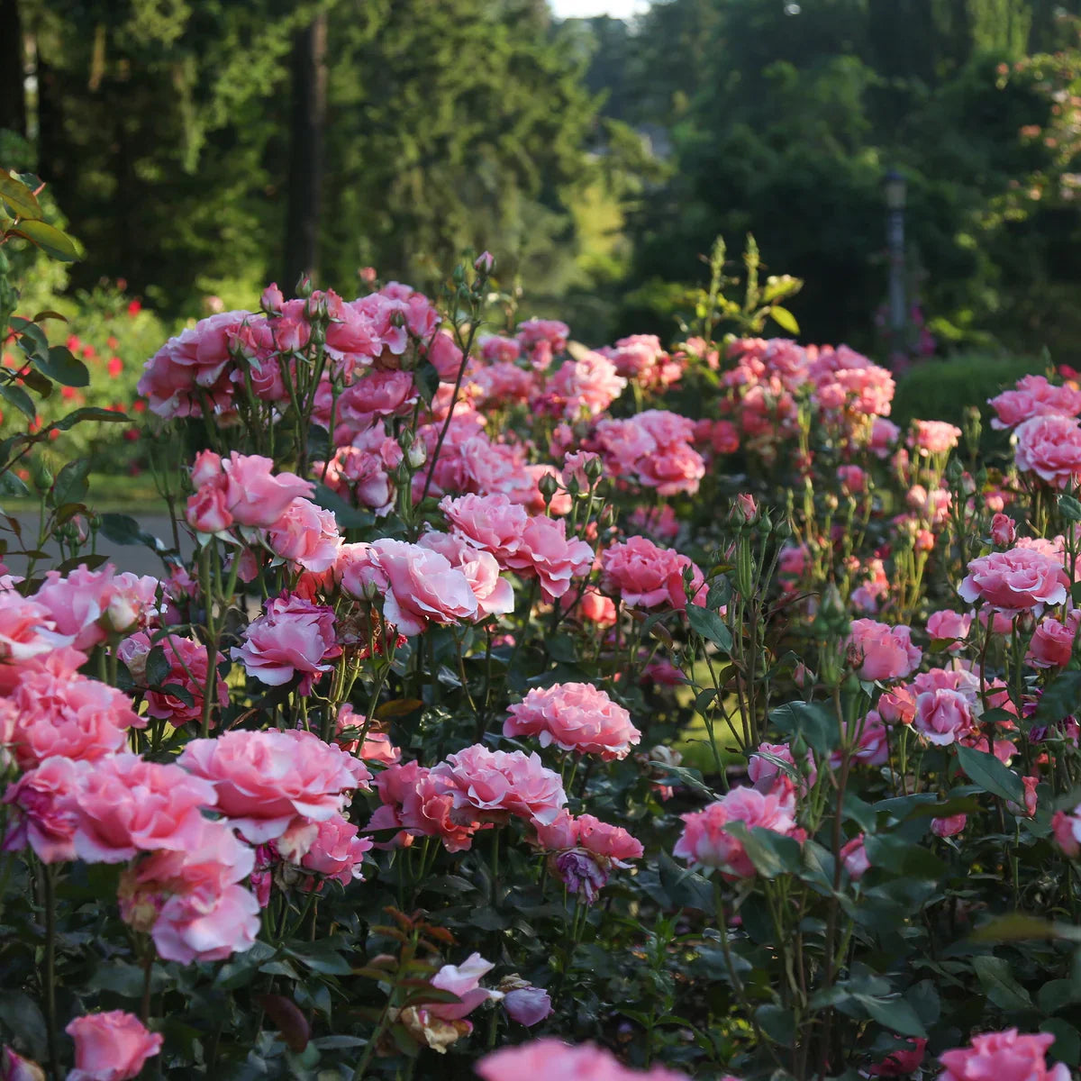 Top Roses for a Cutting Garden