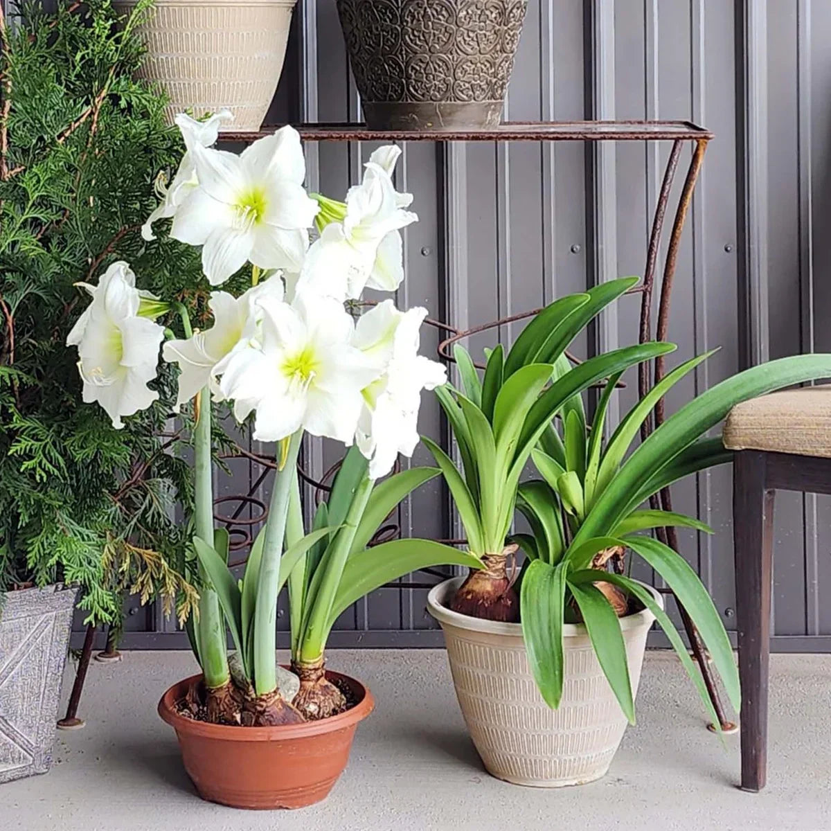 Raw Christmas Gift Amaryllis Bulbs Variety