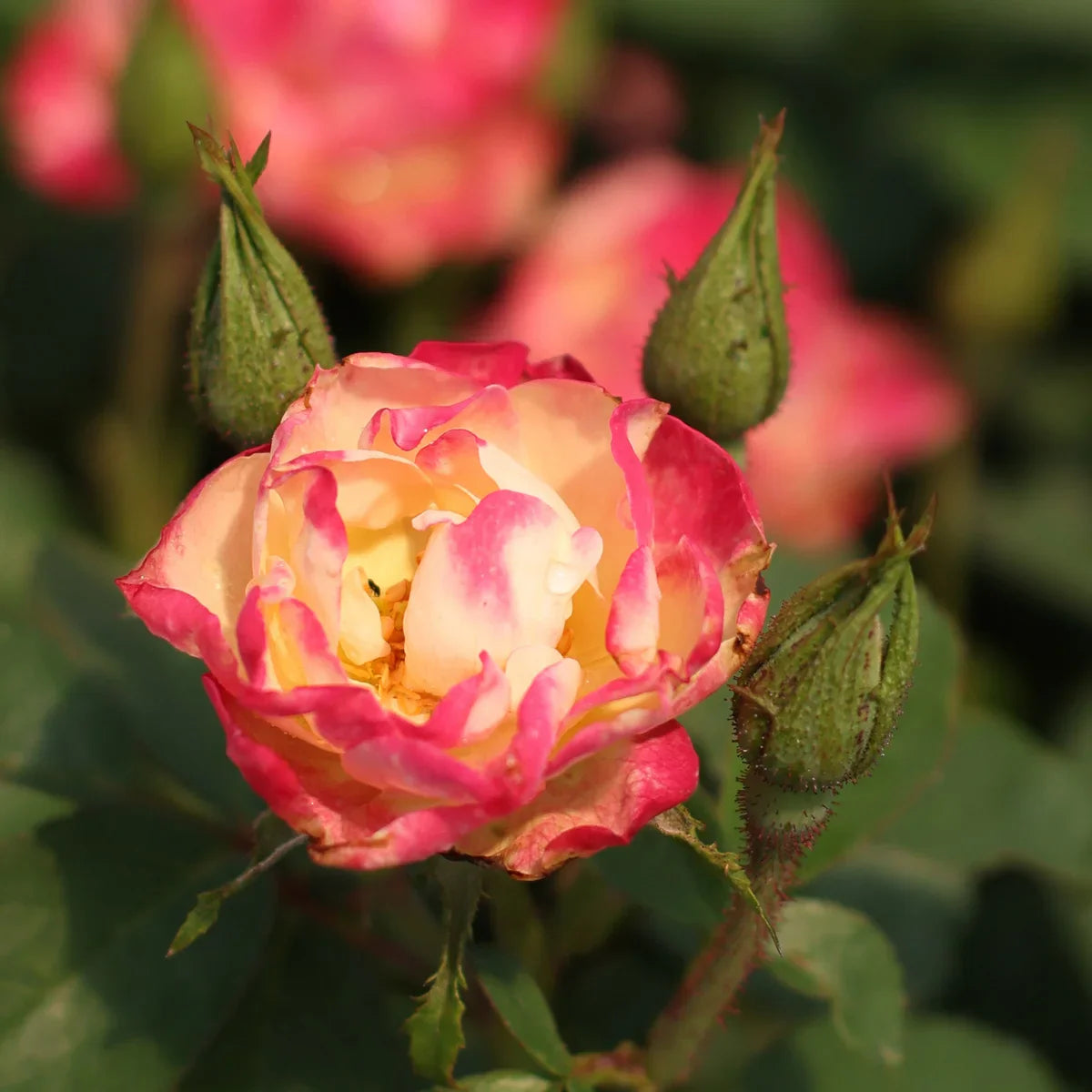 Rose Gardener's Choice Collection
