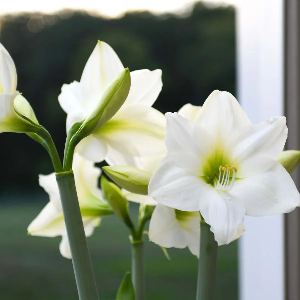 Raw Christmas Gift Amaryllis Bulbs Variety