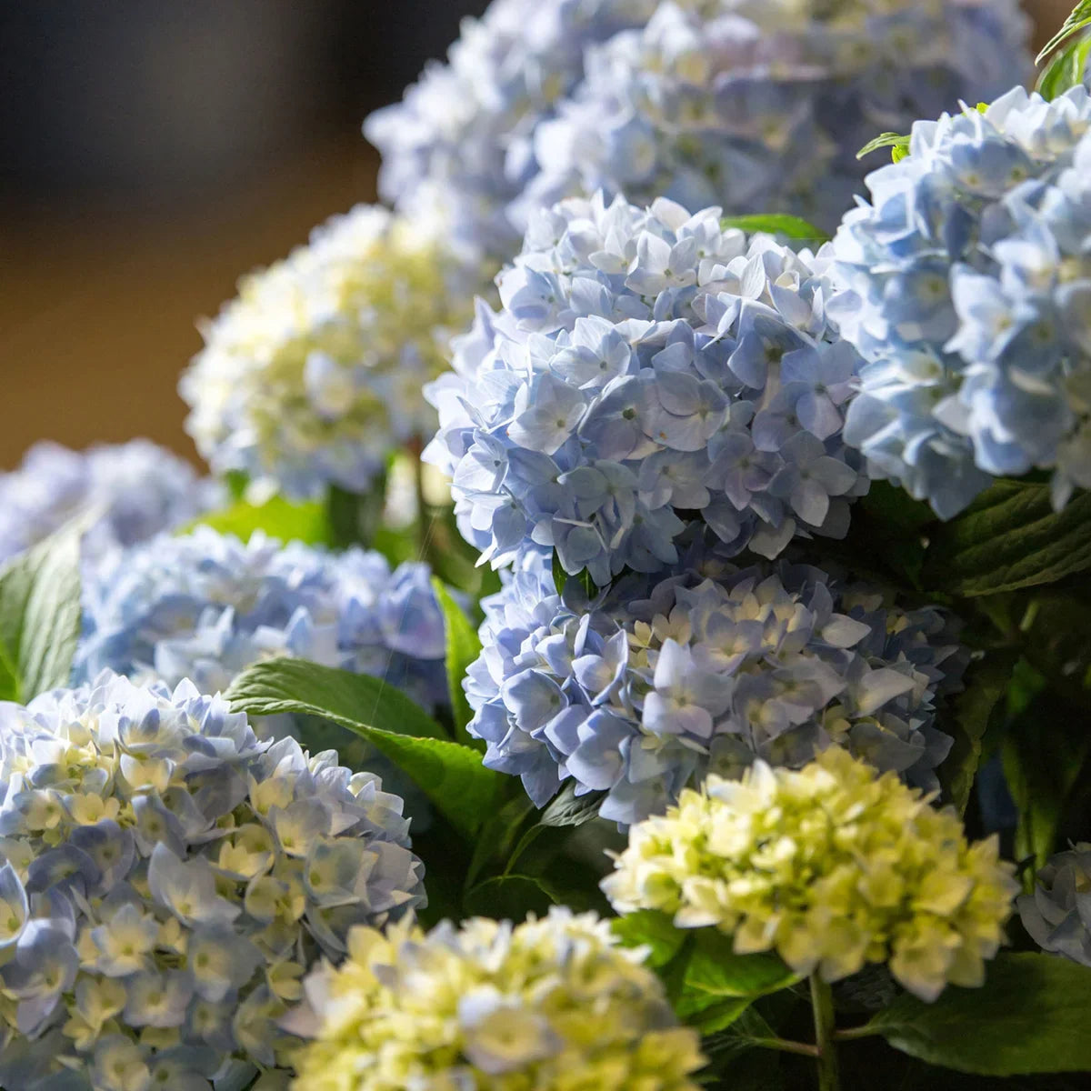 Longfield Gardens Blue Hydrangea’s, 3-pack