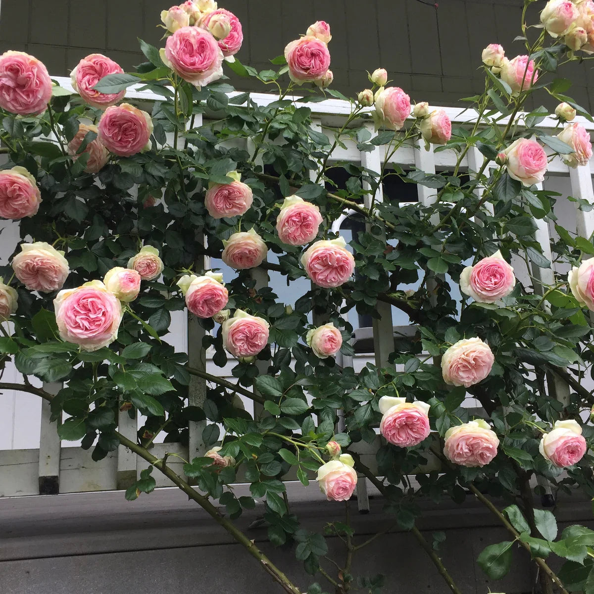 Top Climbing Roses with Metal Tag