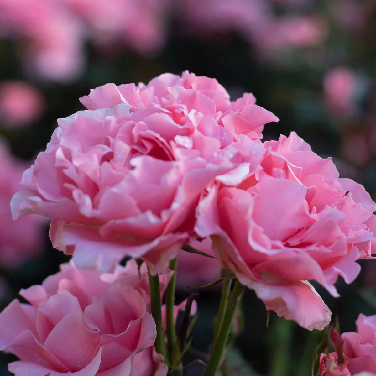 Top Roses for a Cutting Garden