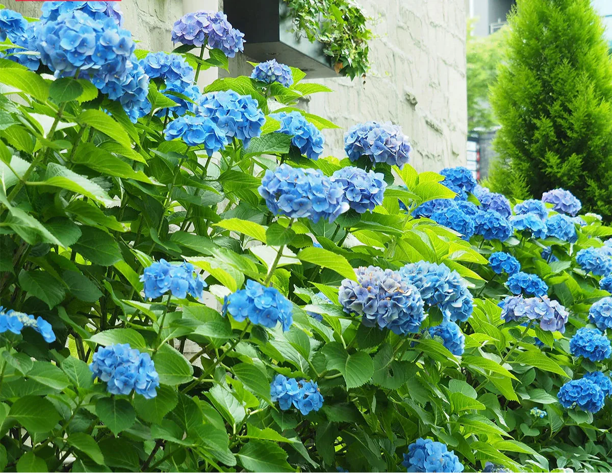 Longfield Gardens Blue Hydrangea’s, 3-pack