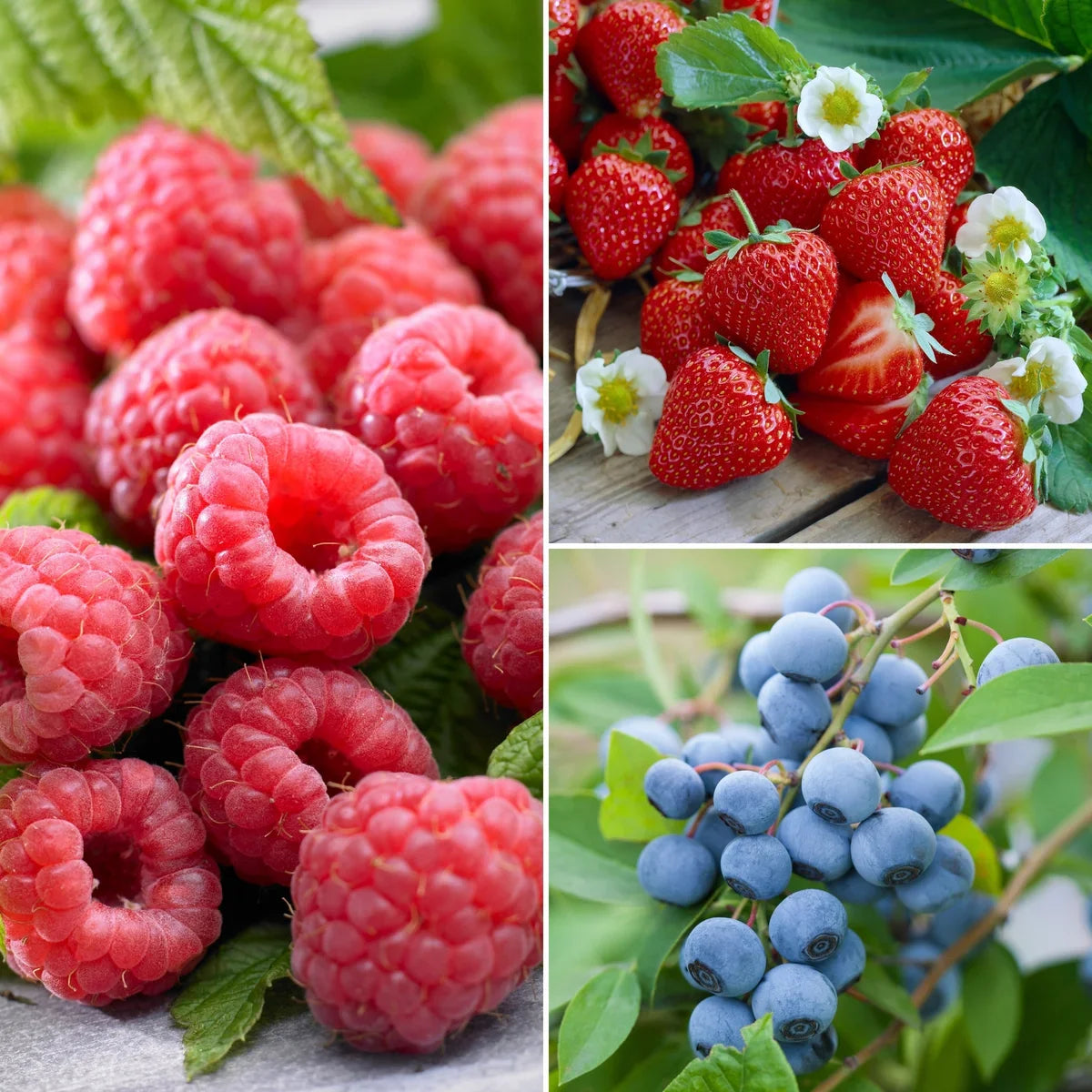 Longfield Gardens Bareroot Fruit Collections