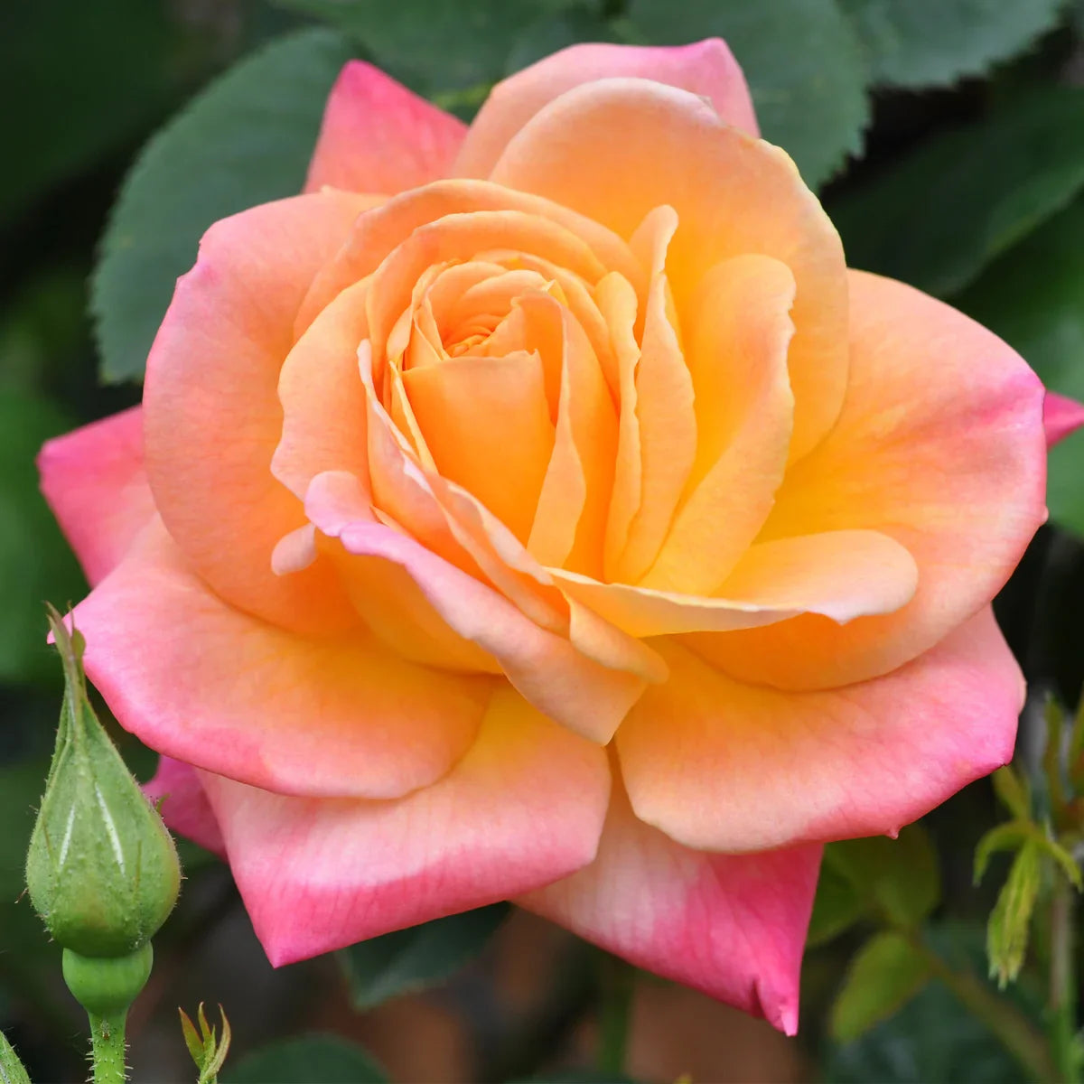 Top Climbing Roses with Metal Tag