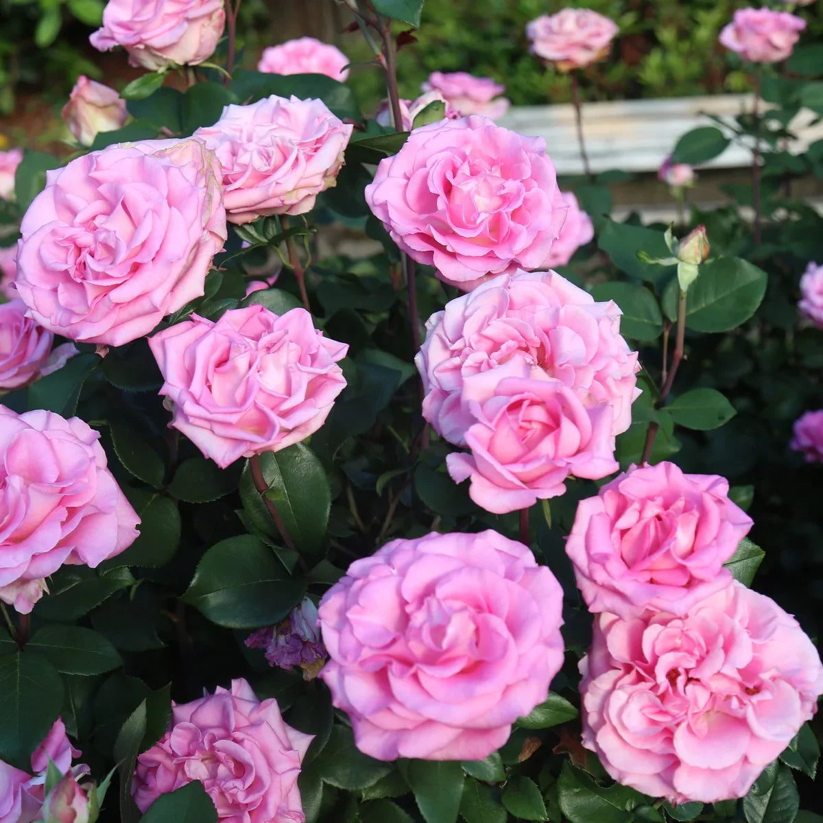 Top Roses for a Cutting Garden