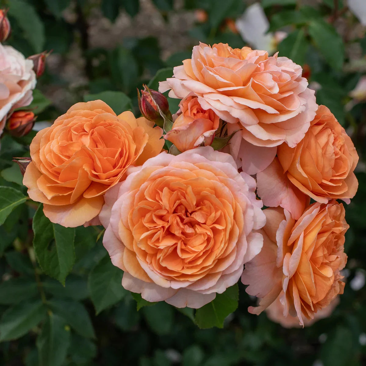 Rose Gardener's Choice Collection