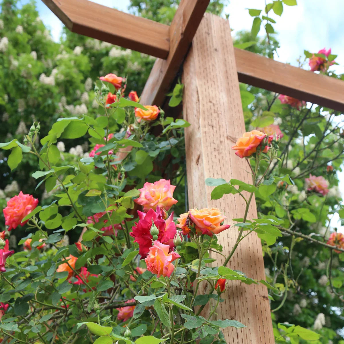 Top Climbing Roses with Metal Tag