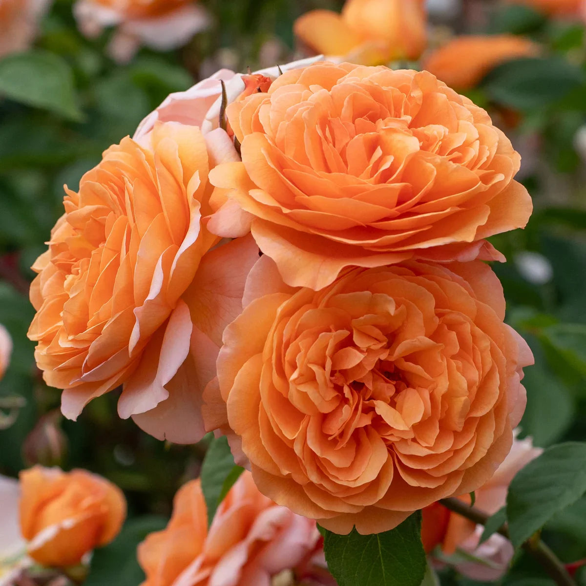 Rose Gardener's Choice Collection