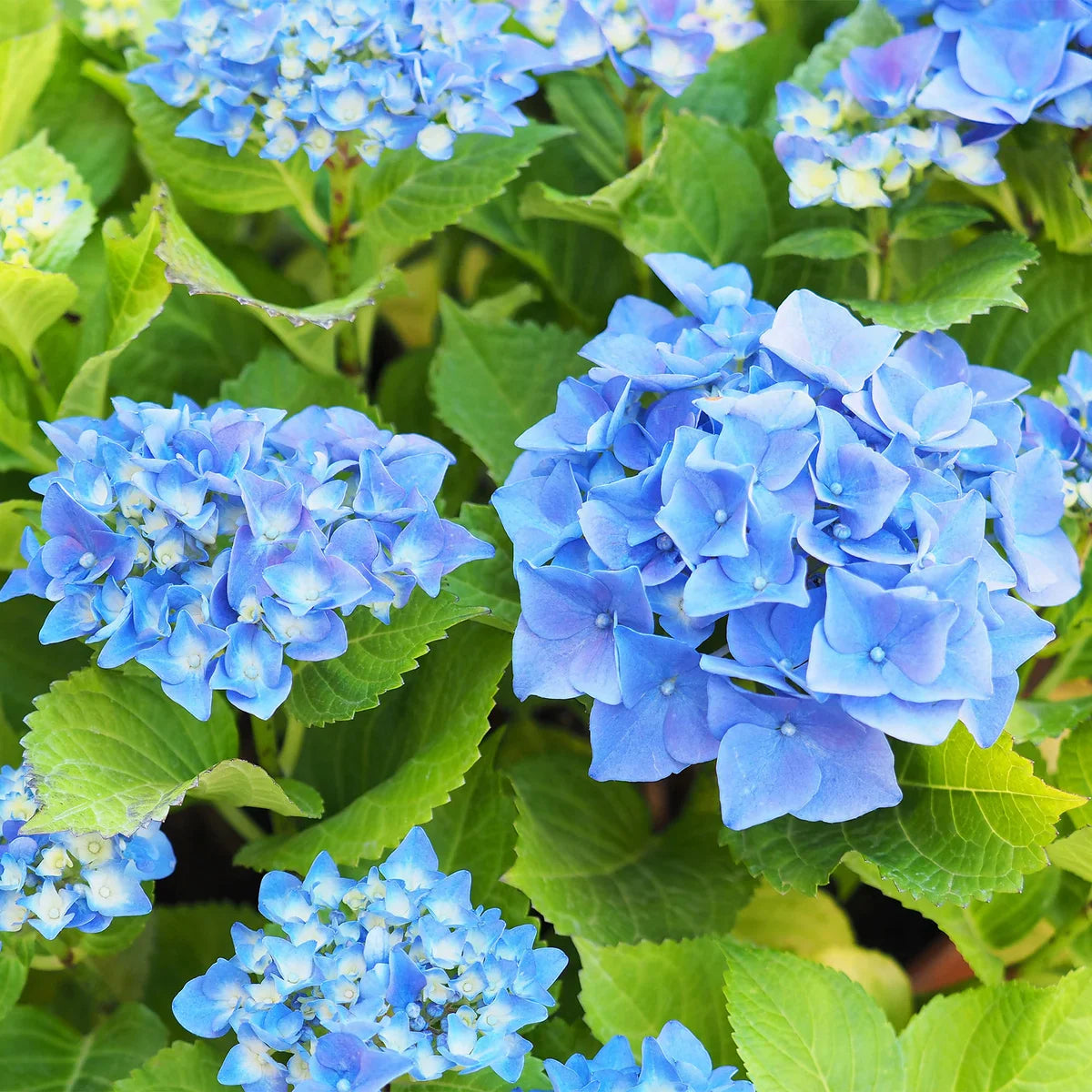 Longfield Gardens Blue Hydrangea’s, 3-pack