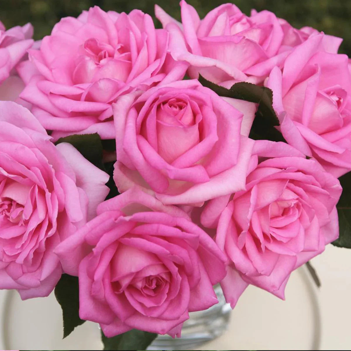 Top Roses for a Cutting Garden