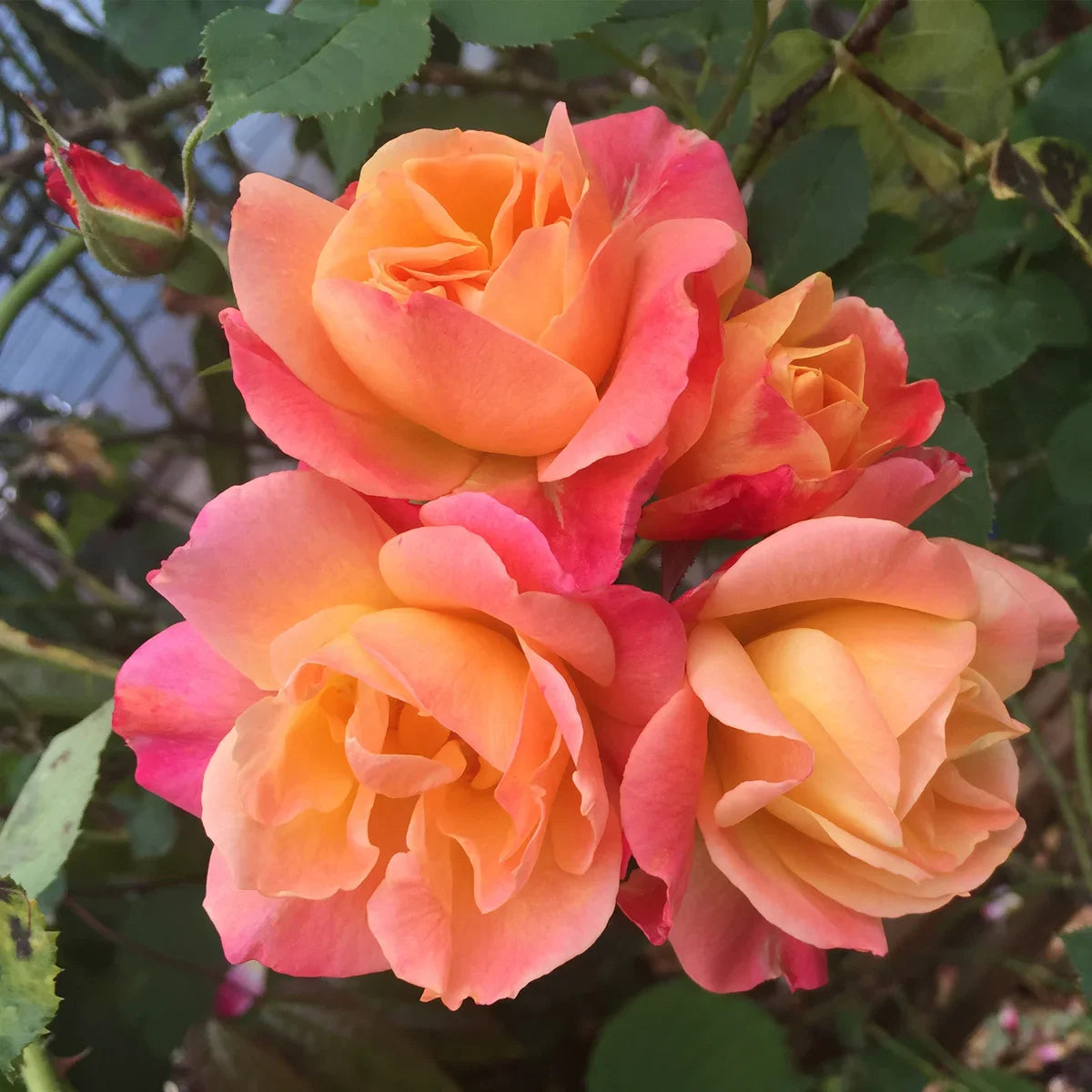 Top Climbing Roses with Metal Tag