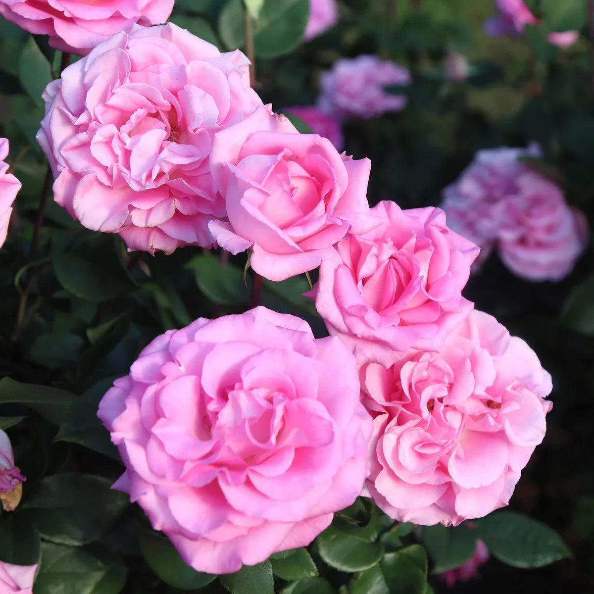 Top Roses for a Cutting Garden