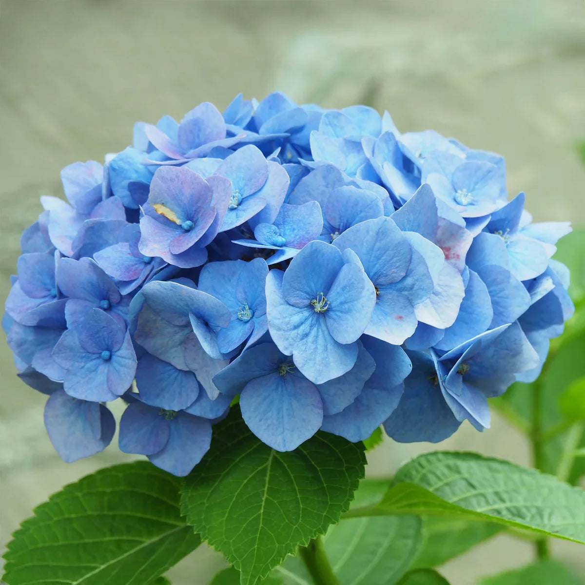 Longfield Gardens Blue Hydrangea’s, 3-pack