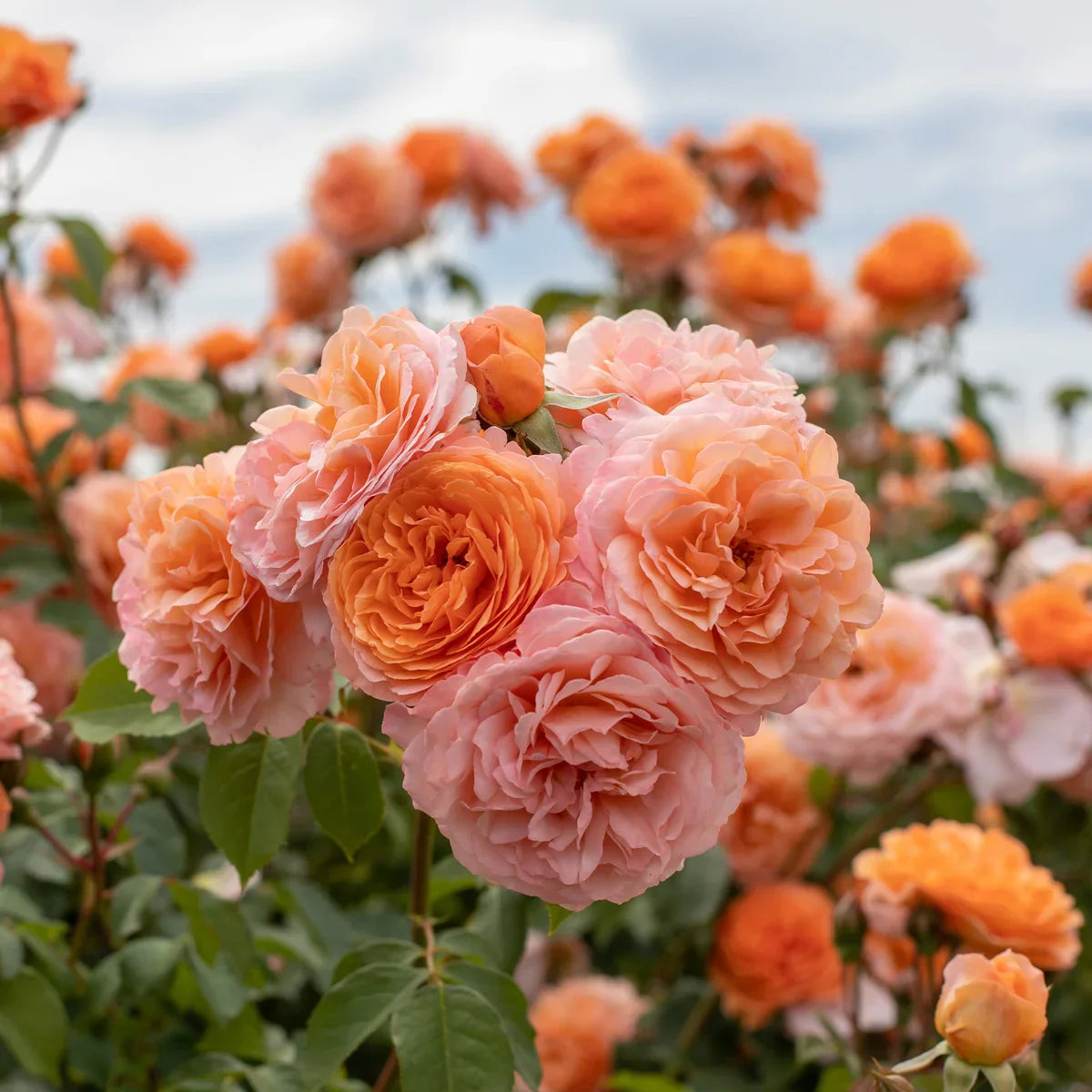 Rose Gardener's Choice Collection