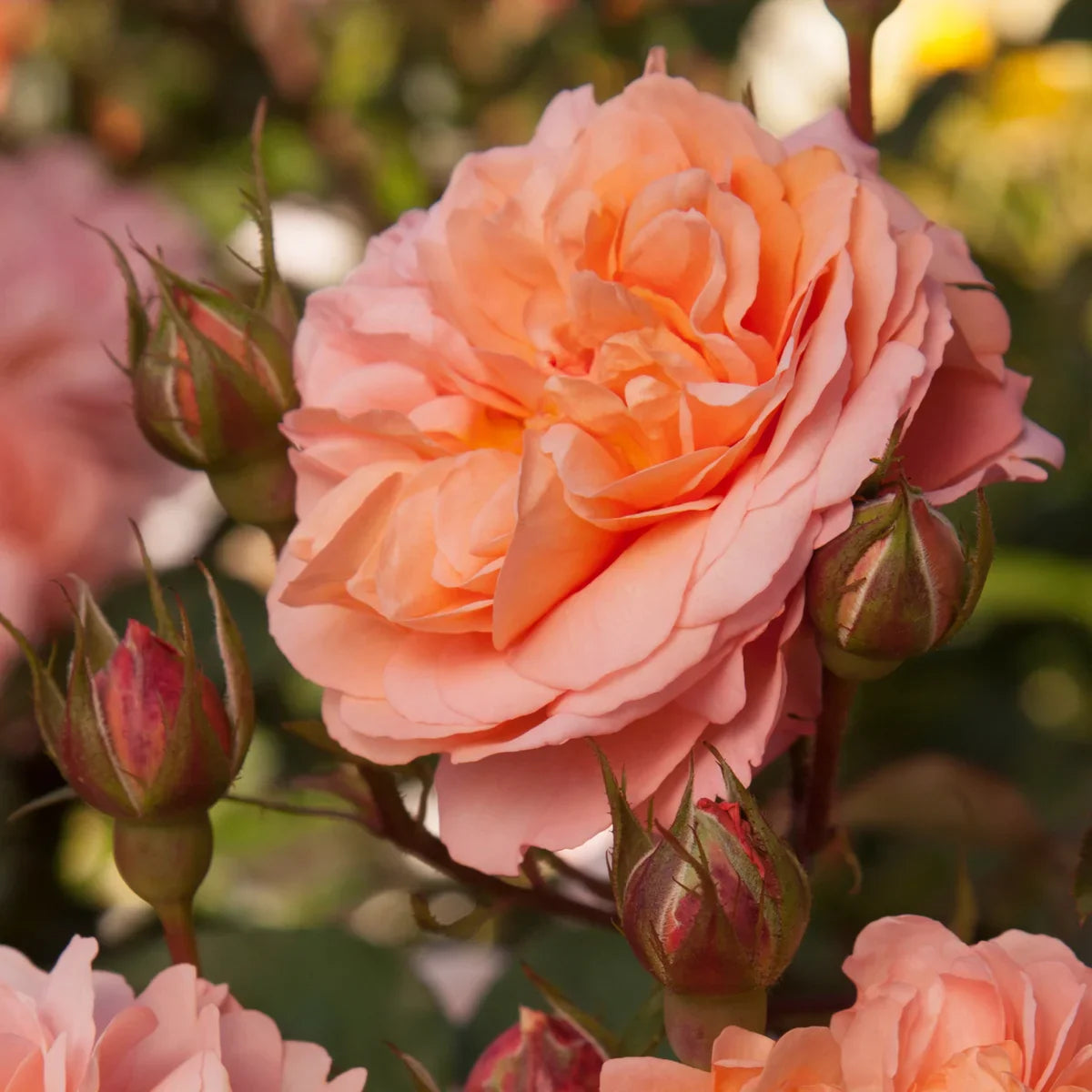 Rose Gardener's Choice Collection