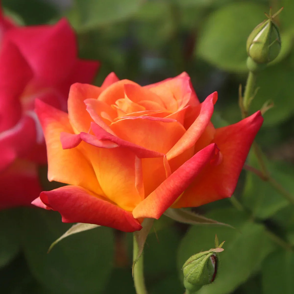 Top Climbing Roses with Metal Tag