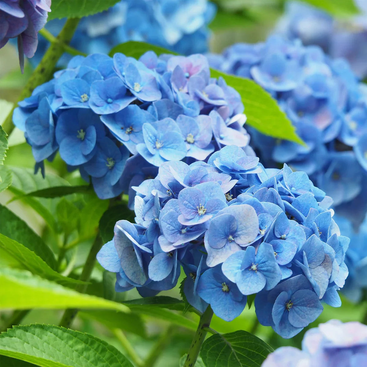 Longfield Gardens Blue Hydrangea’s, 3-pack