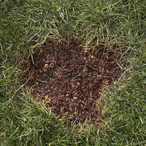 Scotts Seed Patch & Repair Tall Fescue Lawn Patch 25 lb